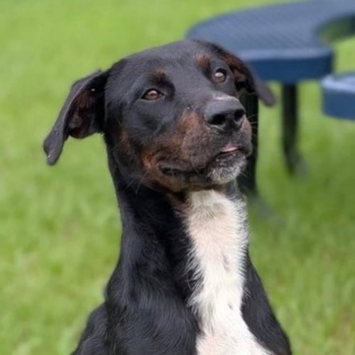 BLOCKS - Plott Hound / Labrador Retriever available for adoption