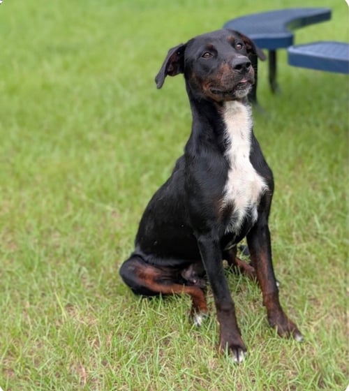 BLOCKS - Plott Hound / Labrador Retriever available for adoption