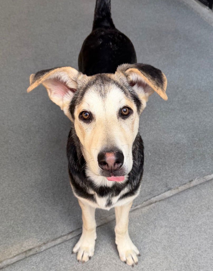 BONNET - Shepherd / Terrier available for adoption