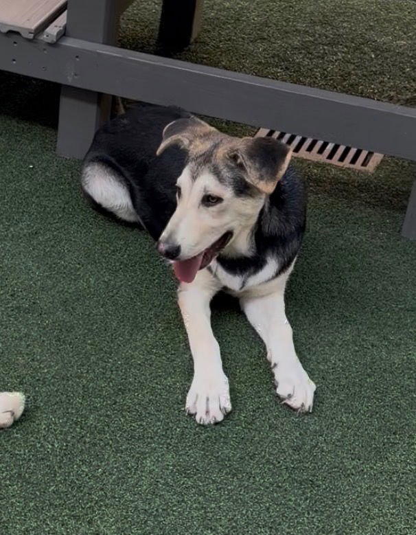 BONNET - Shepherd / Terrier available for adoption