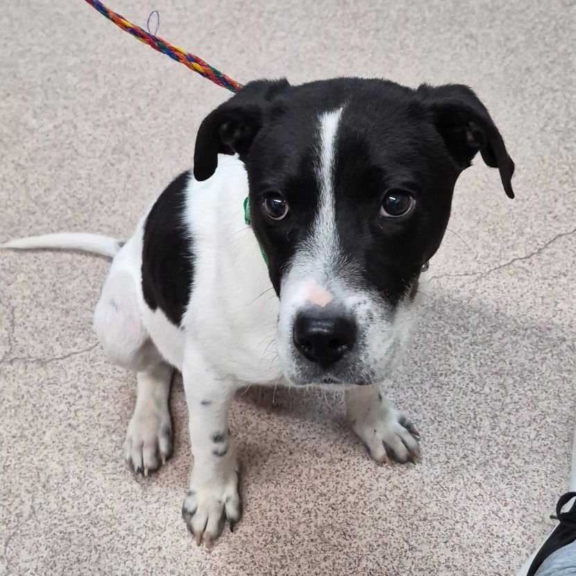 WINK - Terrier available for adoption