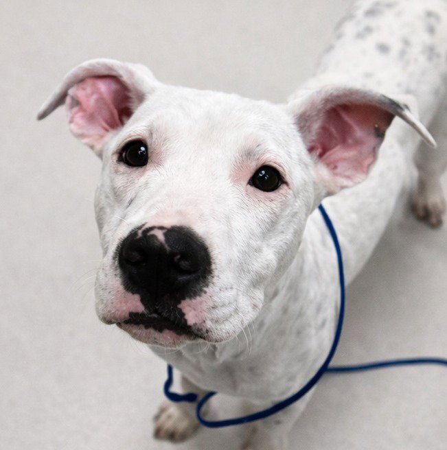 PIXEL - Terrier / Terrier available for adoption