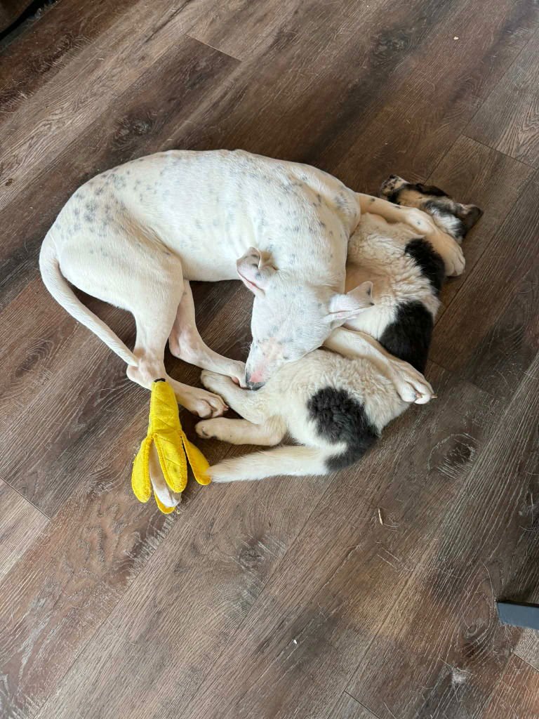 PIXEL - Terrier / Terrier available for adoption