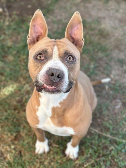 LABUBU - Terrier / Terrier available for adoption