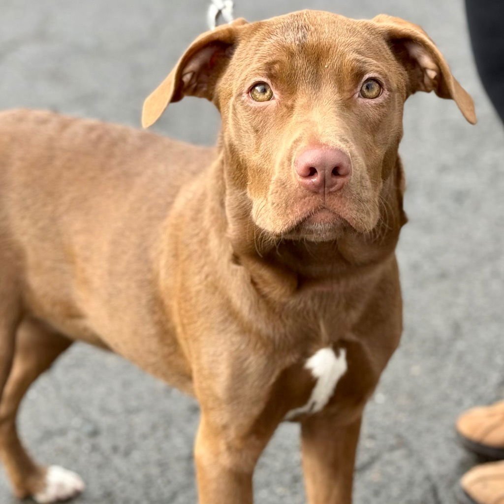 WHIMSY - Labrador Retriever / Terrier available for adoption