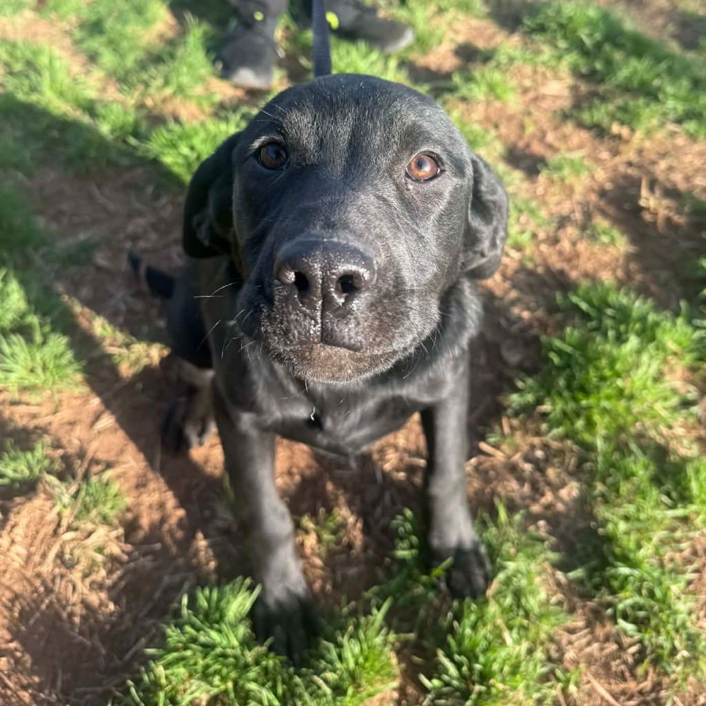 WOODIE - Labrador Retriever / Terrier available for adoption