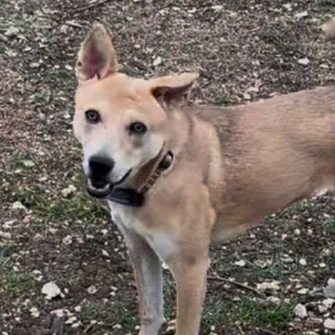 NESSI - Terrier available for adoption