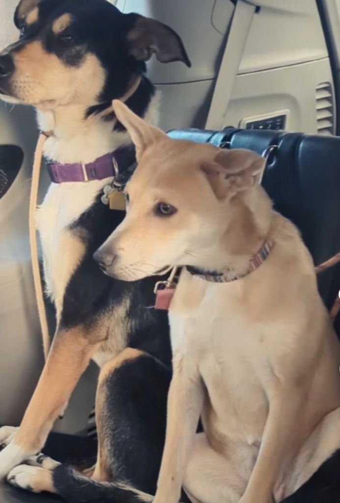 NESSI - Terrier available for adoption