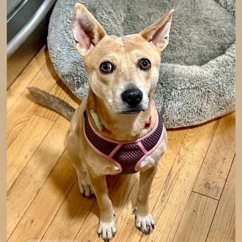 NESSI - Terrier available for adoption