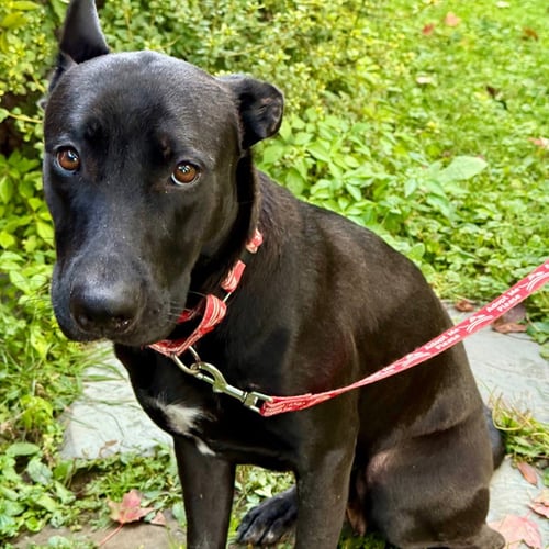 MAMA - German Shepherd Dog / Terrier available for adoption