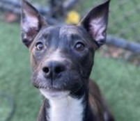 PISTACHIO2 - Terrier available for adoption