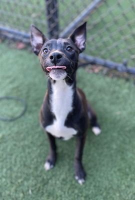 PISTACHIO2 - Terrier available for adoption