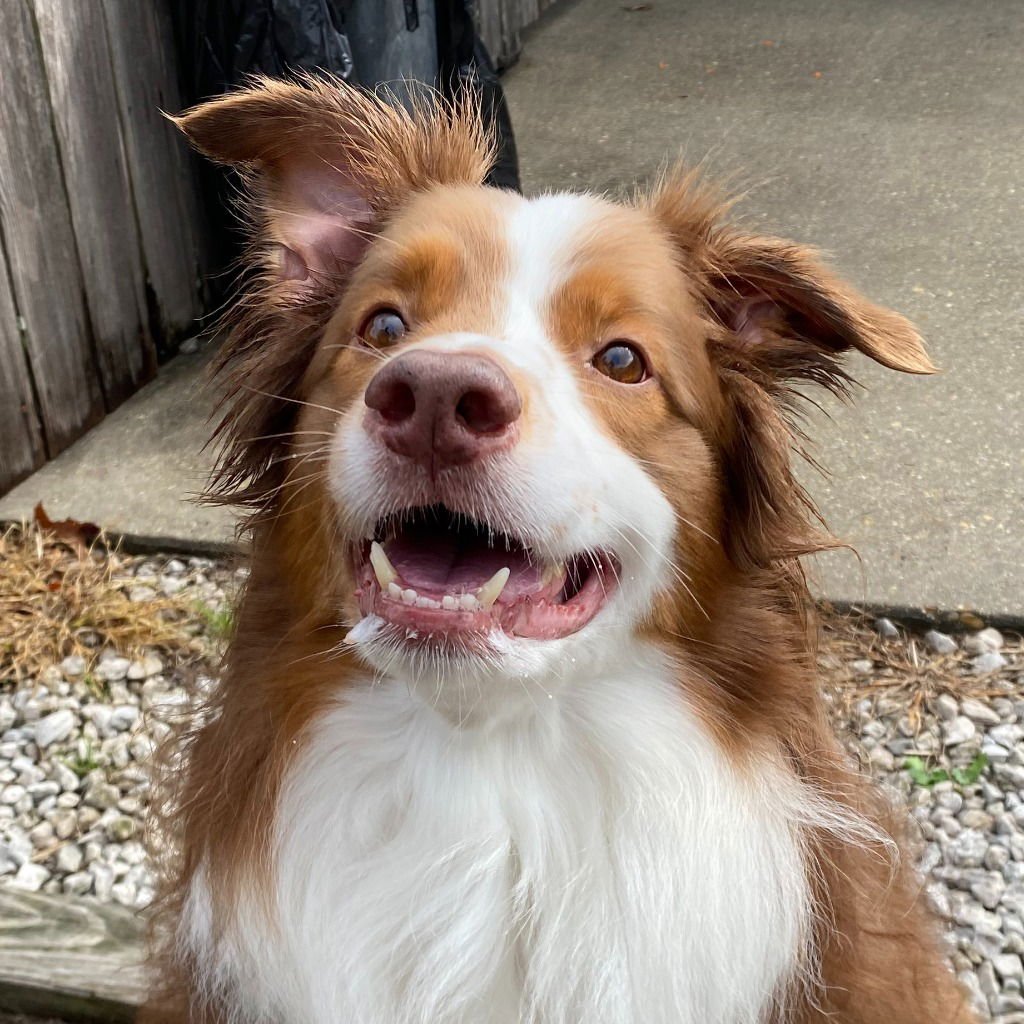 ROUX - Australian Shepherd / Terrier available for adoption