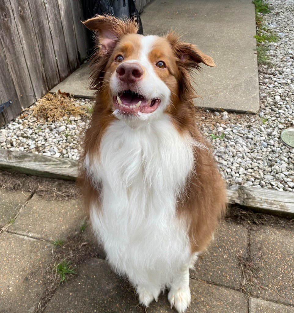 ROUX - Australian Shepherd / Terrier available for adoption
