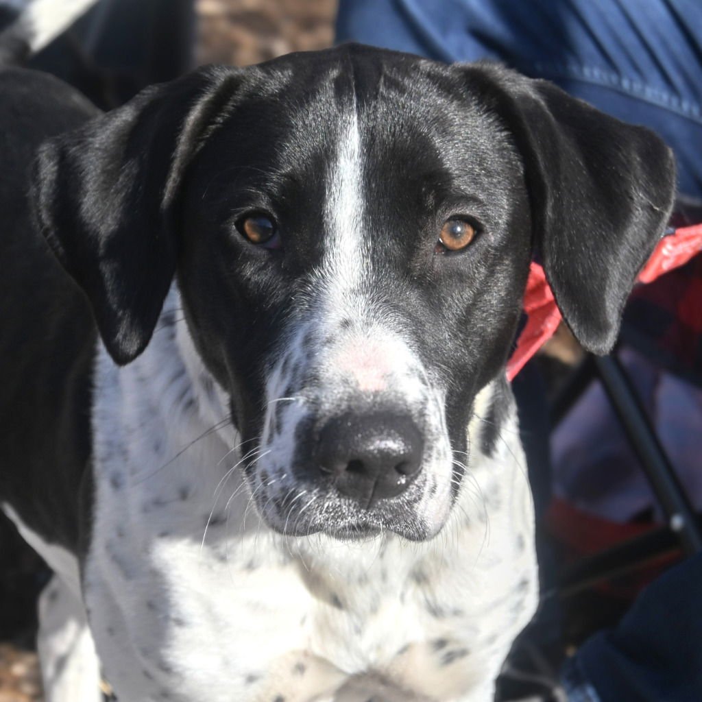 DELILAH - Hound / Terrier available for adoption