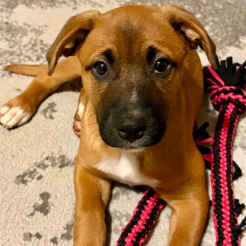 GENO - Hound / Terrier available for adoption
