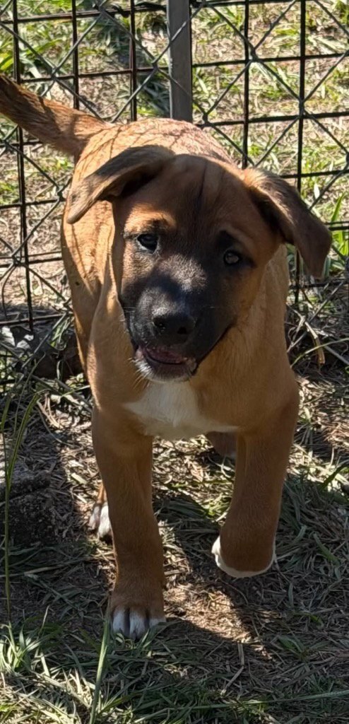 GENO - Hound / Terrier available for adoption