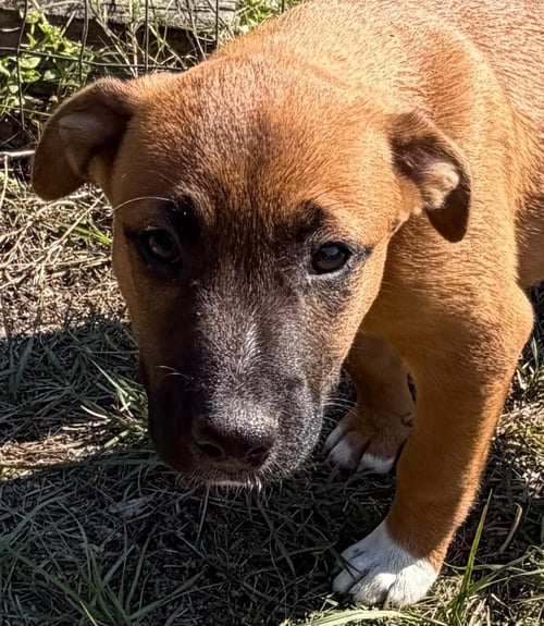GENO - Hound / Terrier available for adoption