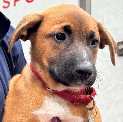 GENO - Hound / Terrier available for adoption
