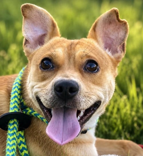 CLARA - Labrador Retriever / Terrier available for adoption