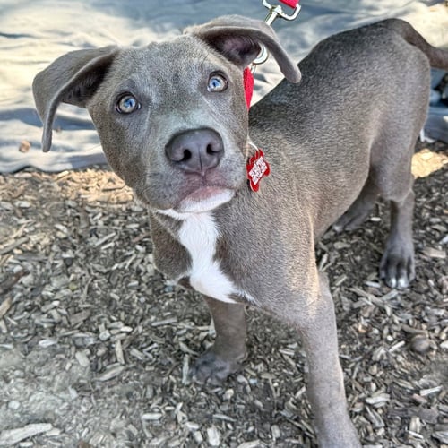 GATOR - Labrador Retriever / Terrier available for adoption