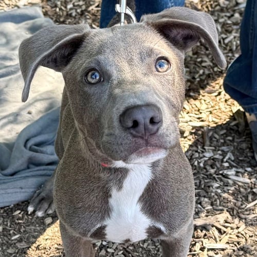 GATOR - Labrador Retriever / Terrier available for adoption