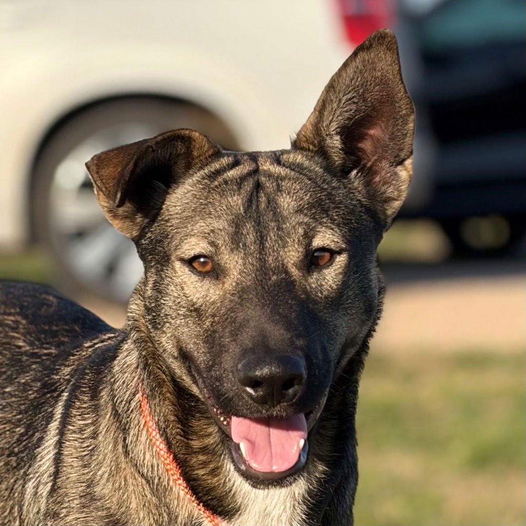 DUTCH - Shepherd / Terrier available for adoption