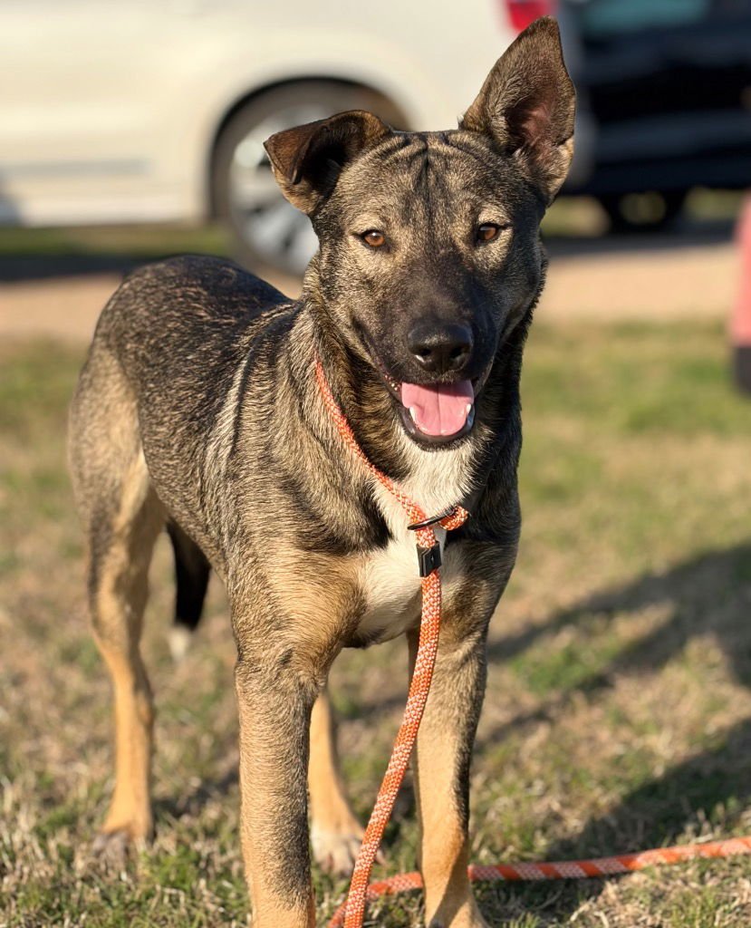 DUTCH - Shepherd / Terrier available for adoption