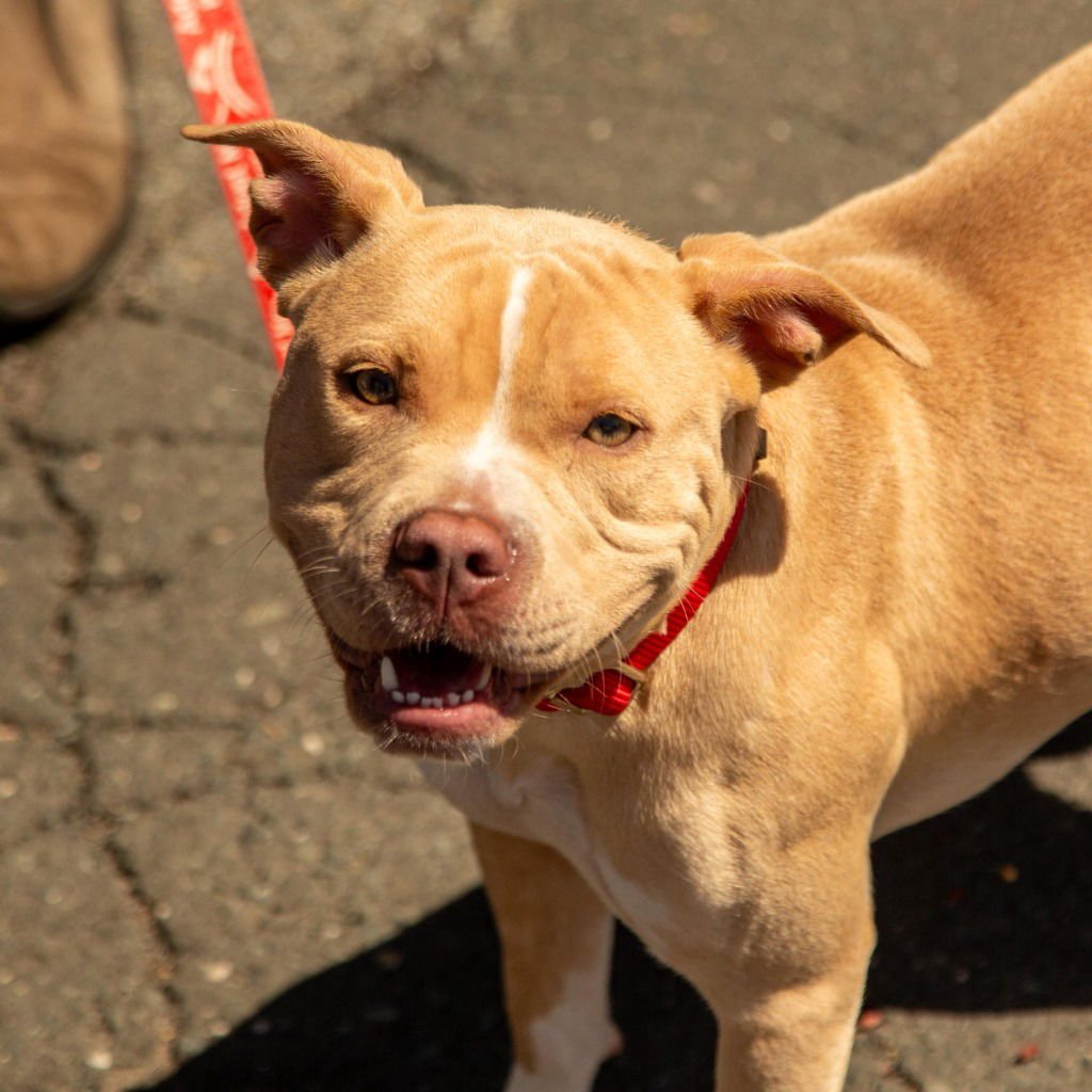 SALETA - Terrier available for adoption