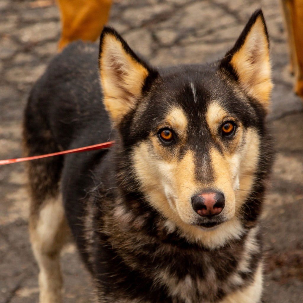 PITA - Husky / Terrier available for adoption