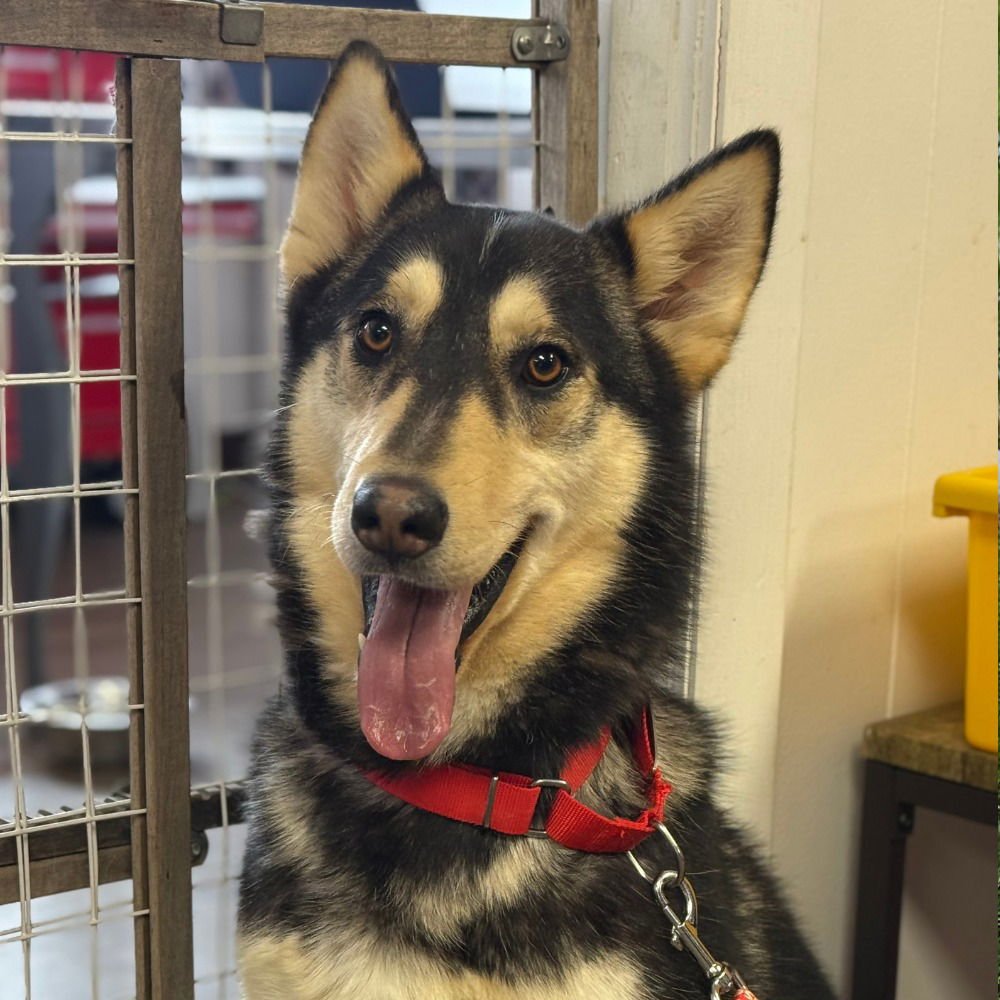 PITA - Husky / Terrier available for adoption