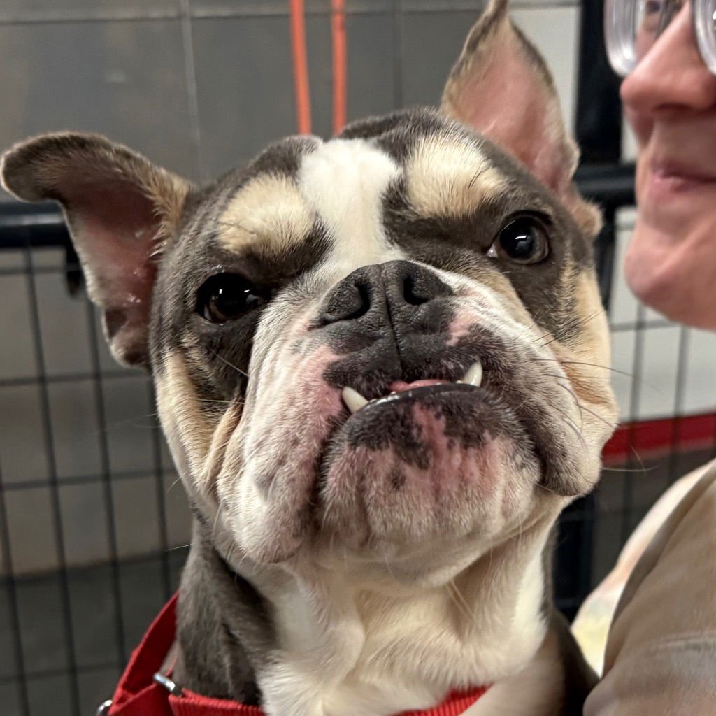 YOGI - French Bulldog / Terrier available for adoption