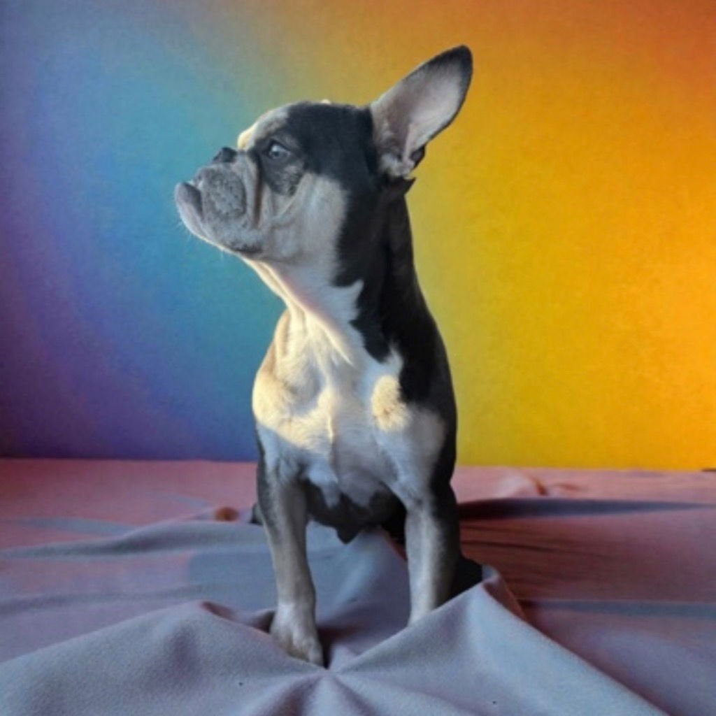 YOGI - French Bulldog / Terrier available for adoption