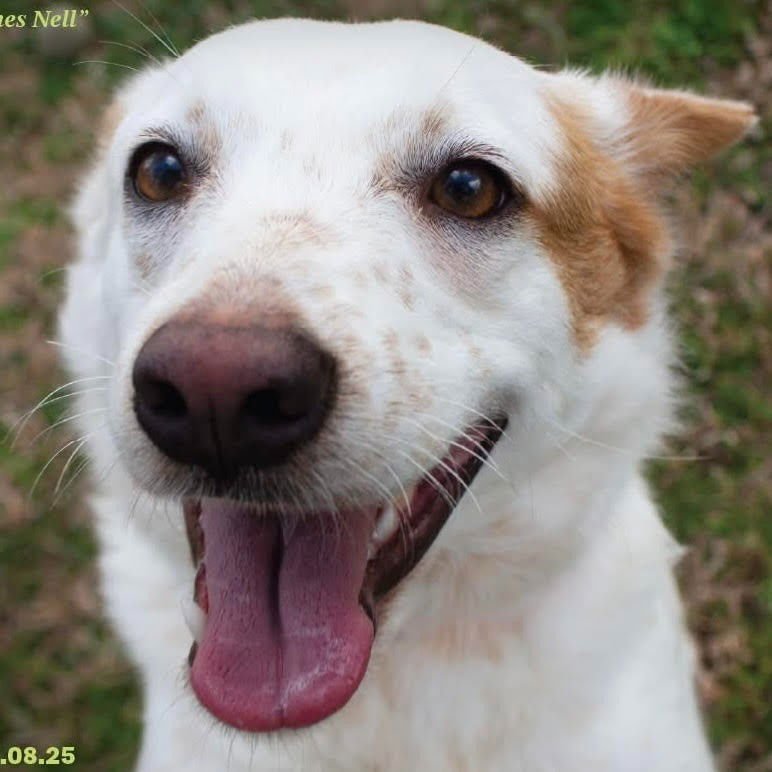NELL - Australian Cattle Dog/Blue Heeler / Terrier available for adoption