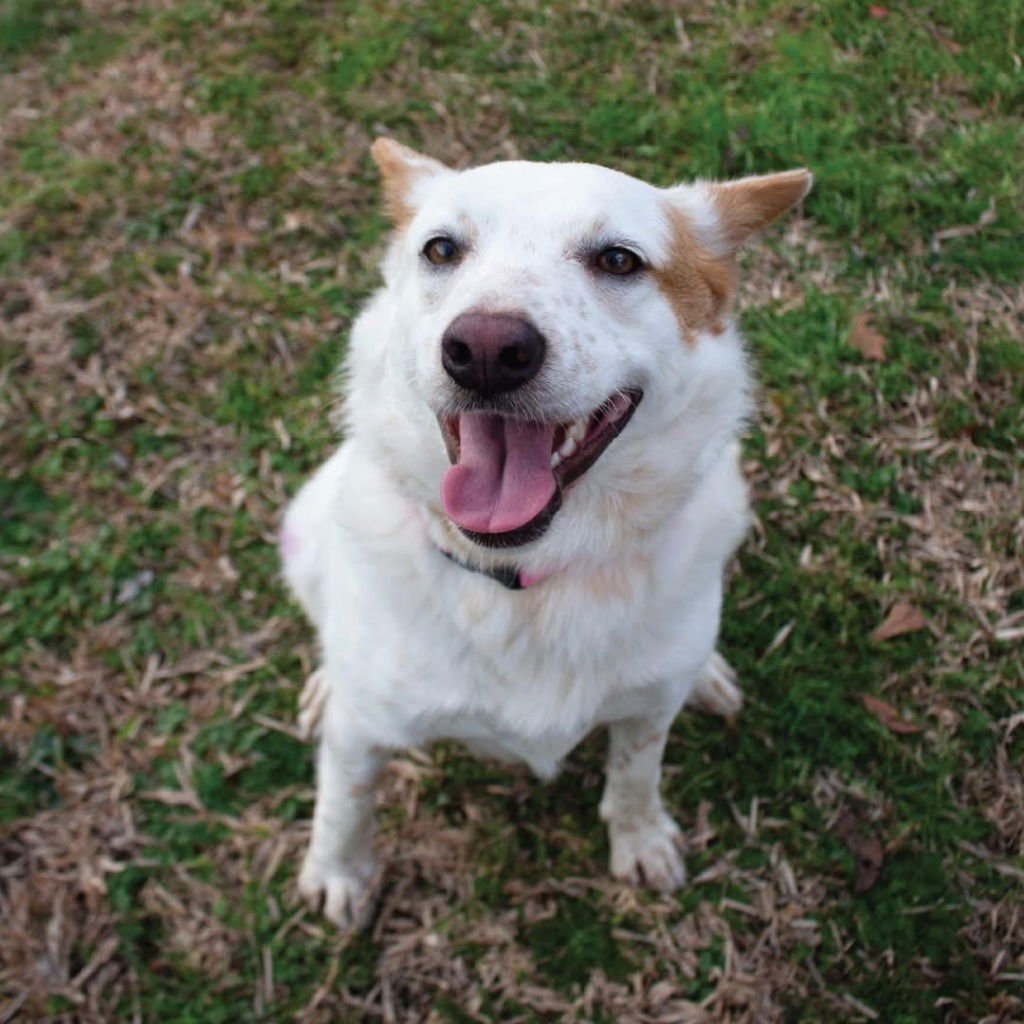 NELL - Australian Cattle Dog/Blue Heeler / Terrier available for adoption