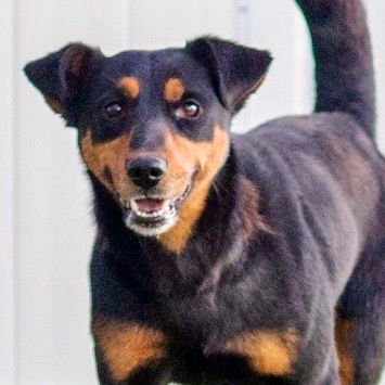 CALLIE - Terrier available for adoption