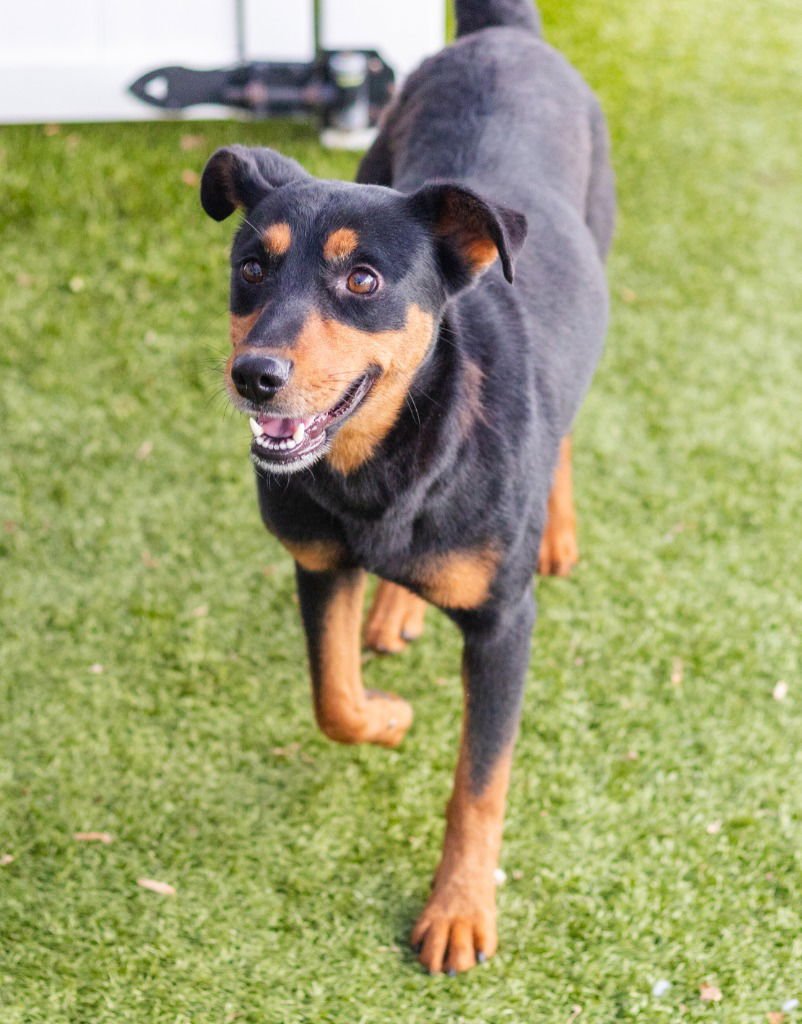 CALLIE - Terrier available for adoption