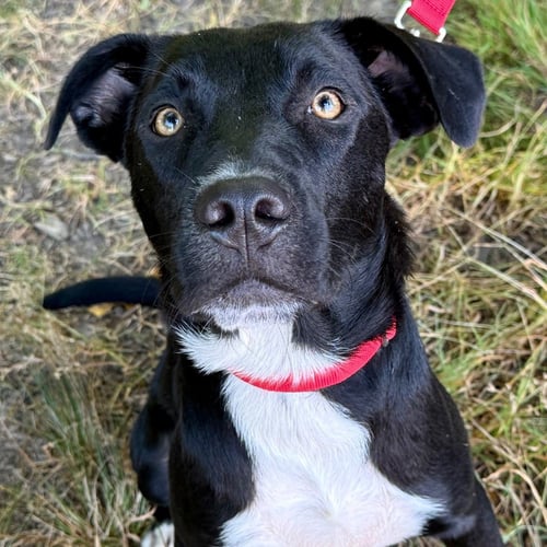 FENRIR - Labrador Retriever / Terrier available for adoption