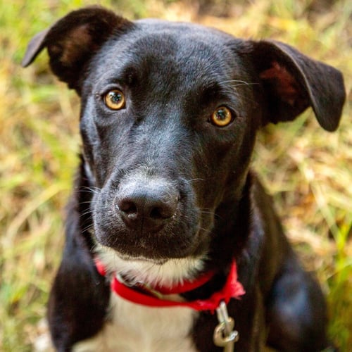 FENRIR - Labrador Retriever / Terrier available for adoption