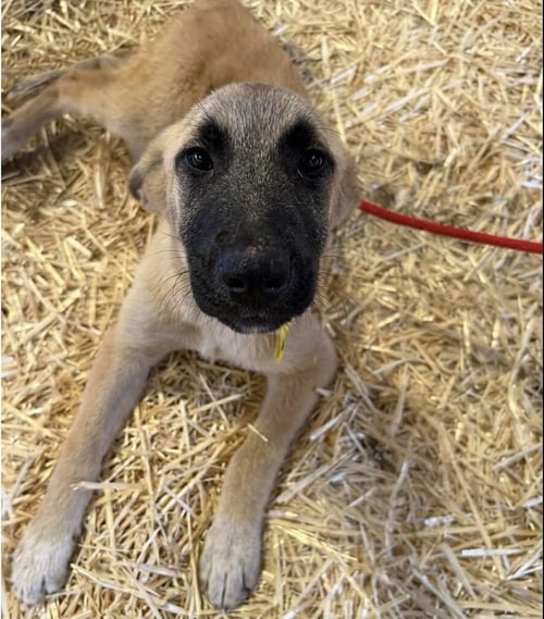 APPLE - Anatolian Shepherd / Terrier available for adoption