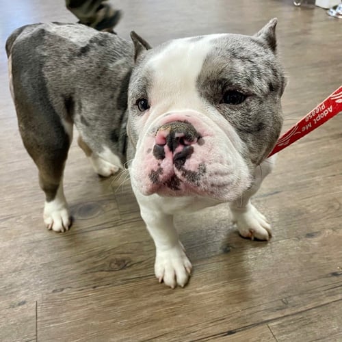 CORETTA - Terrier / English Bulldog available for adoption