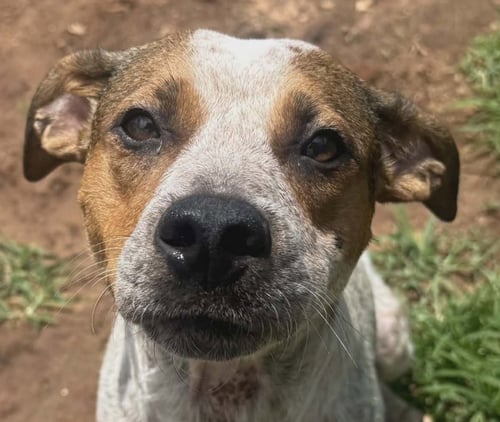 GRITS - Australian Cattle Dog/Blue Heeler available for adoption