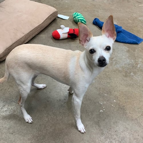 CODY - Chihuahua / Terrier available for adoption