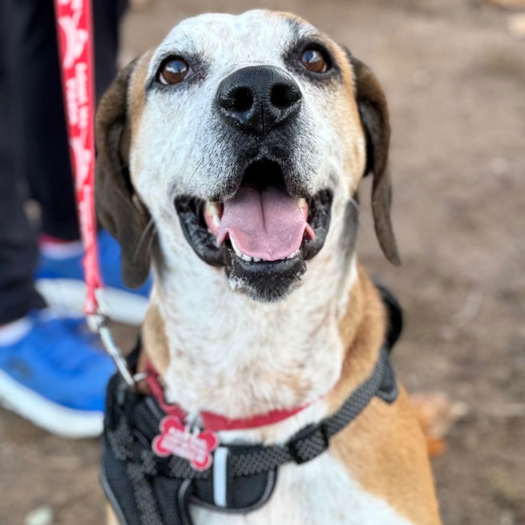 WALTER - Hound / Terrier available for adoption