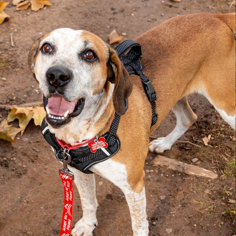 WALTER - Hound / Terrier available for adoption