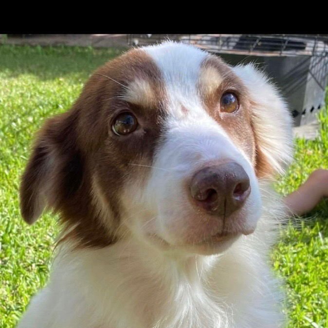 HOLLY - Australian Shepherd available for adoption