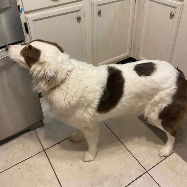 HOLLY - Australian Shepherd available for adoption