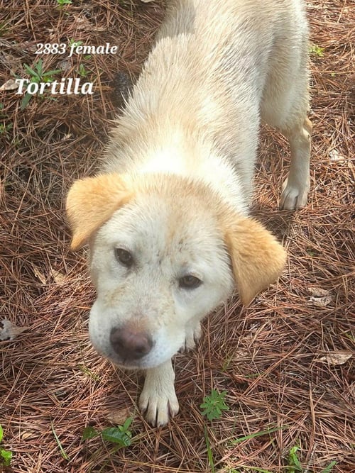 TORTILLA - Retriever / Terrier available for adoption