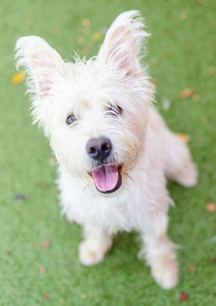 KIPA - Terrier / Terrier available for adoption