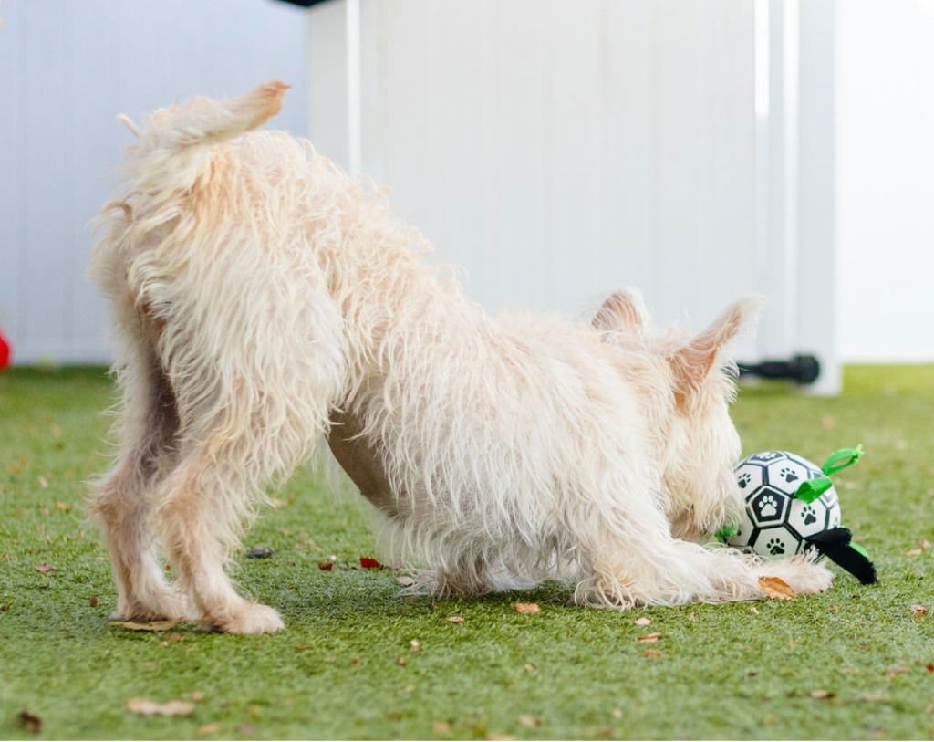 KIPA - Terrier / Terrier available for adoption